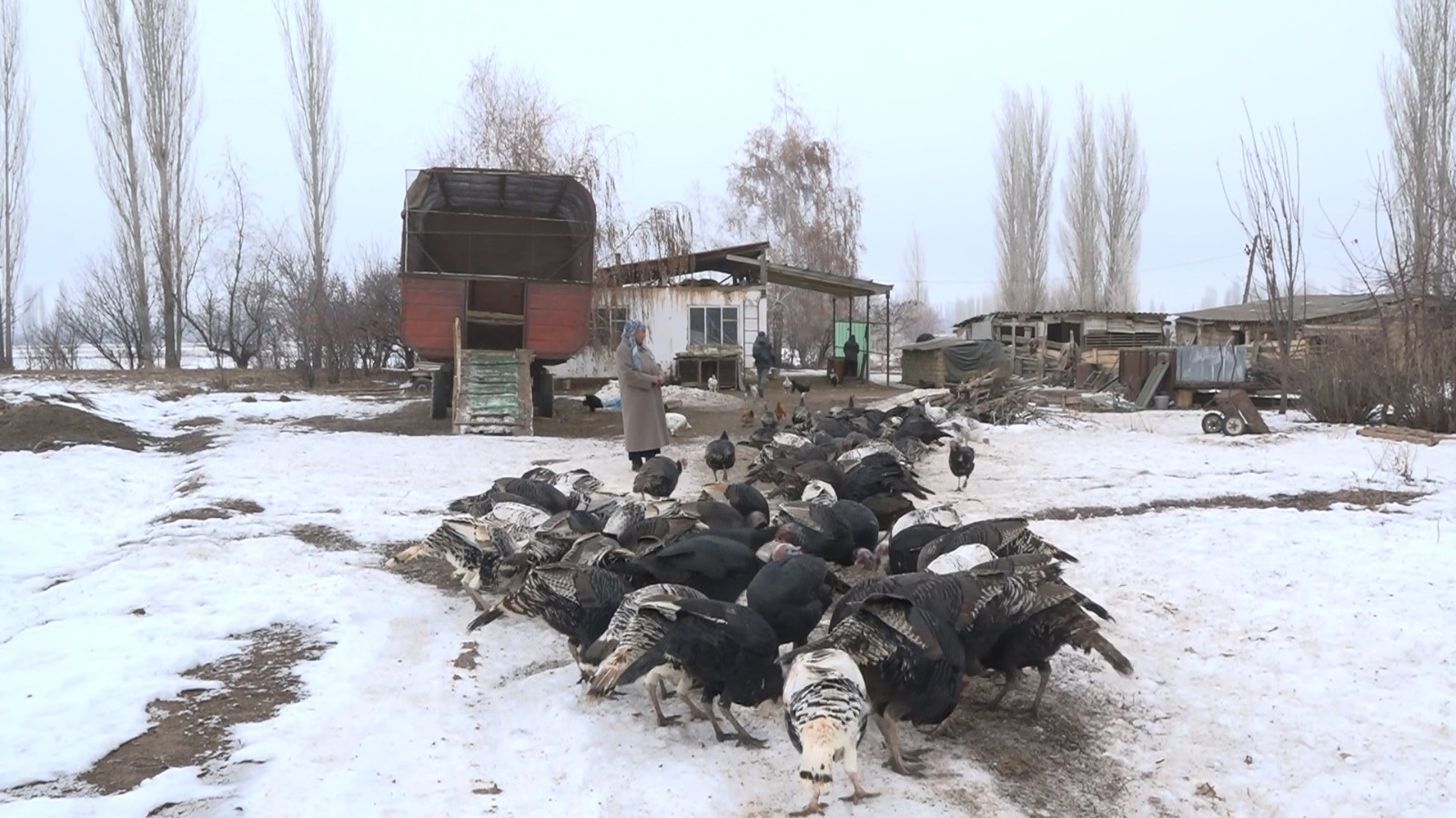 Таласта үндүк баккан 70 жаштагы апа