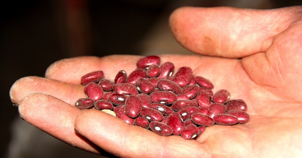 Дыйкандарга 100 млн сомдук колдоо: Таластын төө буурчагы Дубайга сатылат