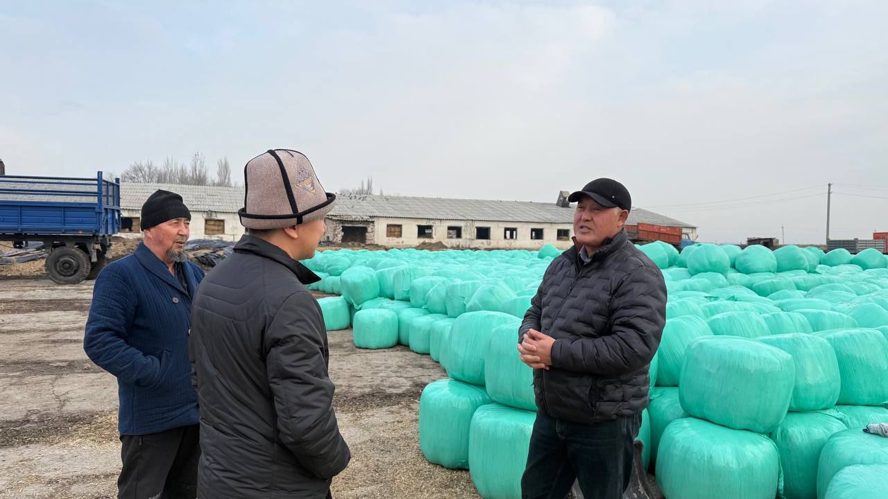 Кыргыз асыл тукум мамлекеттик заводунда силос даярдоо иштери күч алды