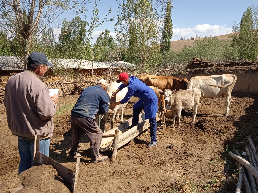 25 миллиондон ашуун мал ветеринардык көзөмөлдөн өттү