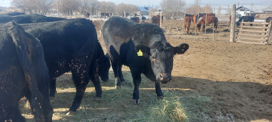 Айылдан чыккан ангус: Фермердик чарбага дем берген 3% пайыздык насыя