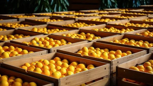 Баткенде тропикалык өсүмдүктөрдүн өндүрүш көлөмү 7 миң тоннадан ашты