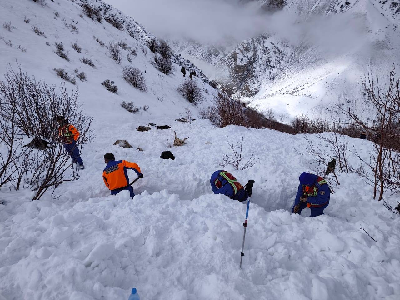Кар көчкү алдында калган 20 баш койдун тарпы табылды