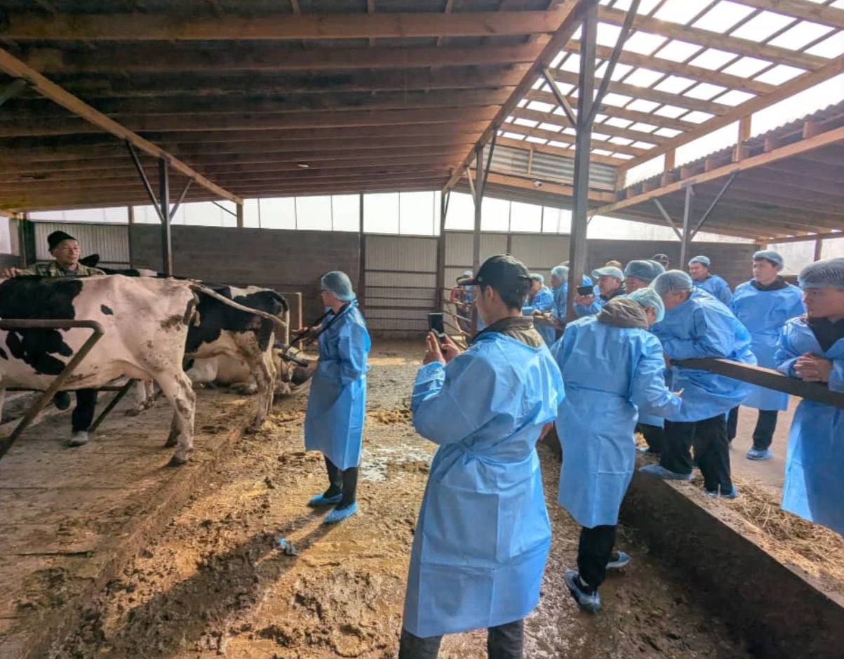 Фермерлерге рационалдуу тоюттандыруу жана жасалма уруктандыруу боюнча сабак өтүлдү