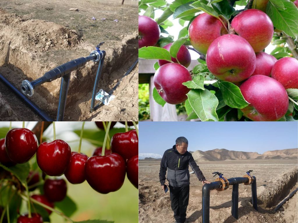 Токтогулда 30 гектар жерге тамчылатып сугаруу орнотулуп, интенсивдүү бакча түзүлөт