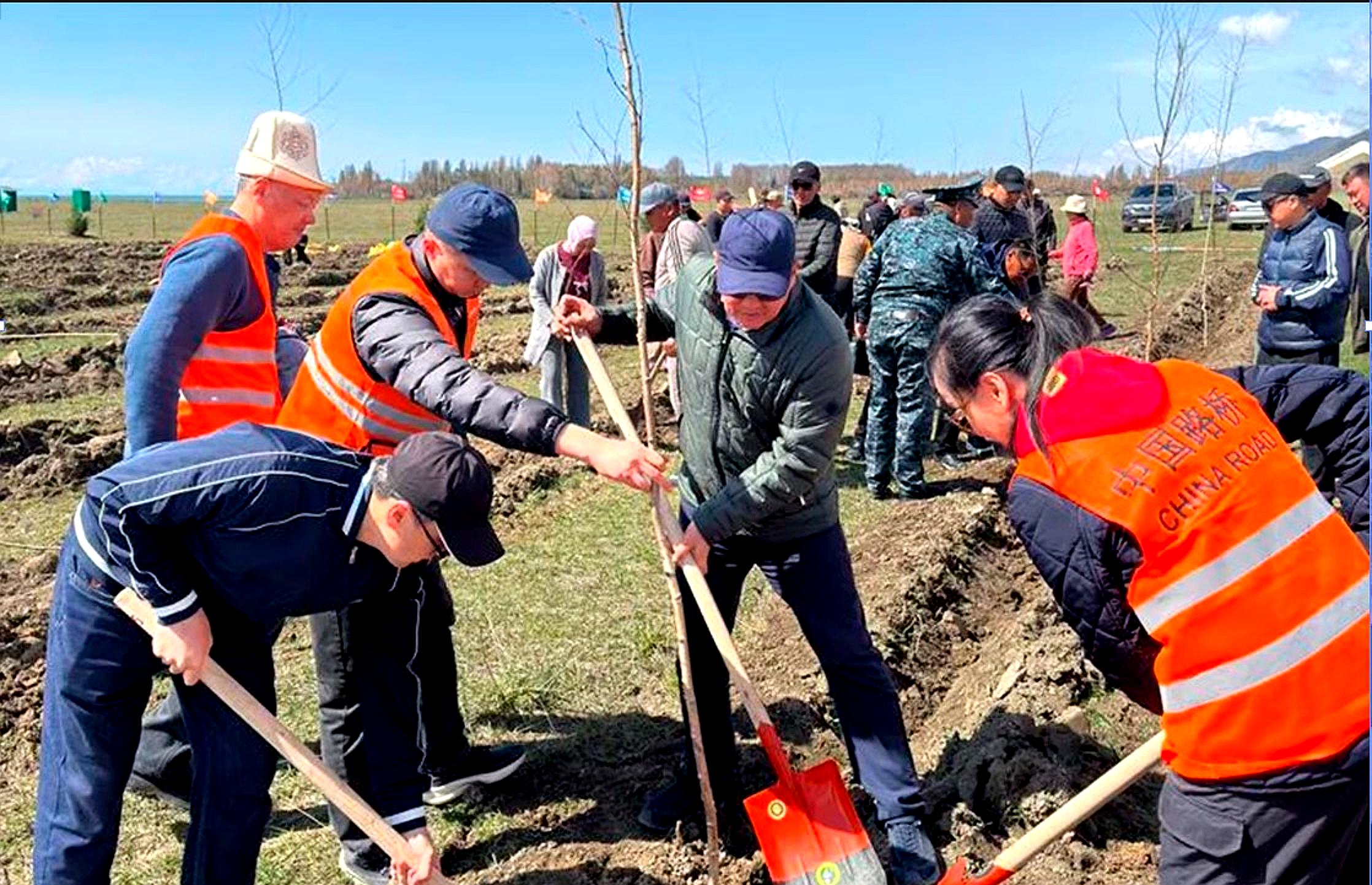 Түп районунда жашылдандыруу иштери күч алды: 20 миң көчөт отургузулду