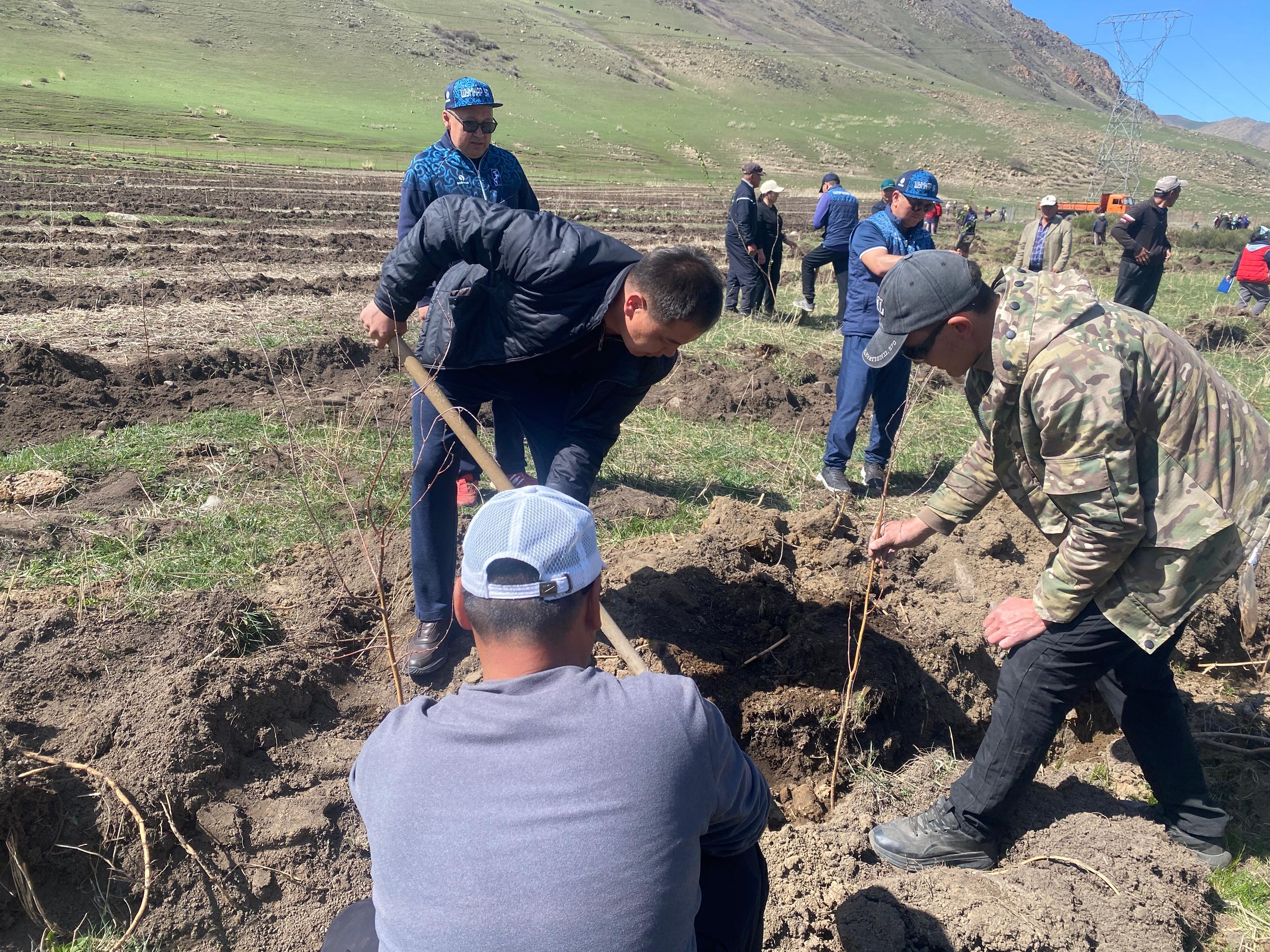 Таласта 5 миң түп ак кайыңдын көчөттөрү отургузулду