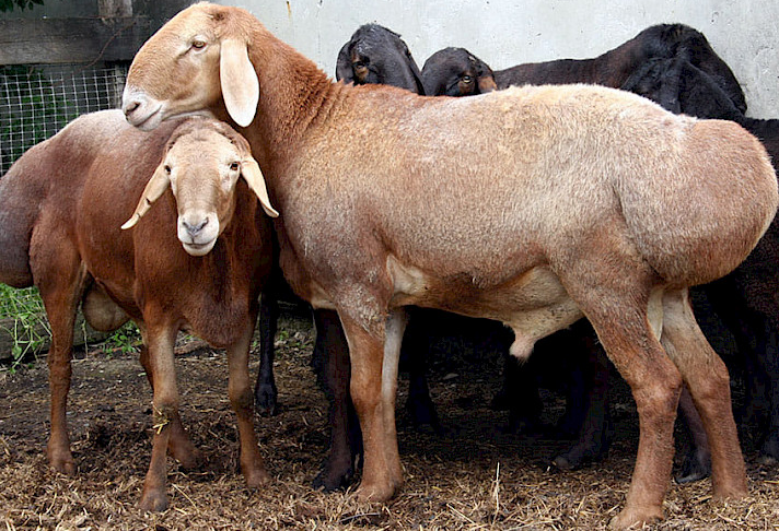 "Арашан" асыл тукум койлору эл аралык рынокко чыгууда