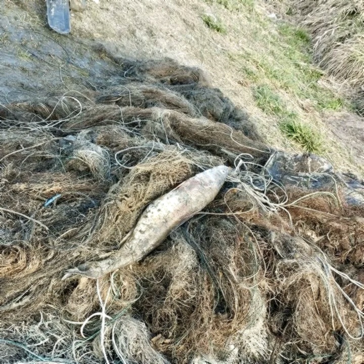 Ысык-Көлдөн 22 миң метрден ашык мыйзамсыз тор чыгарылды