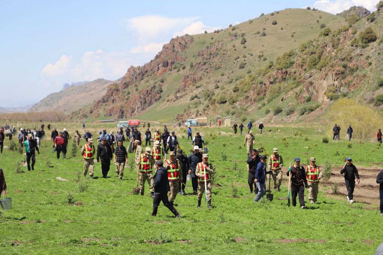 Таласта  100 гектар аянтка көчөт отургузулду