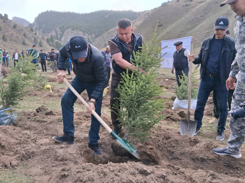 Нарын районундагы Кур-Сай чөлкөмүнө көчөт тигилди