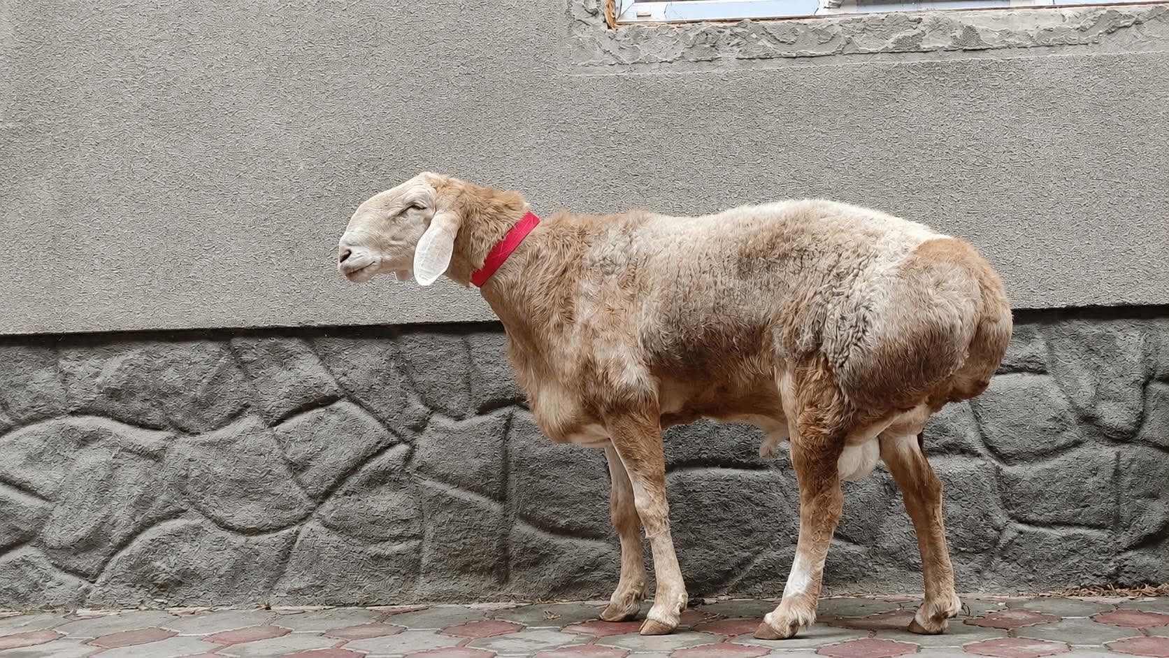 Кырчындагы кочкор жарыш: Арашандын ээси унаа утуп алды